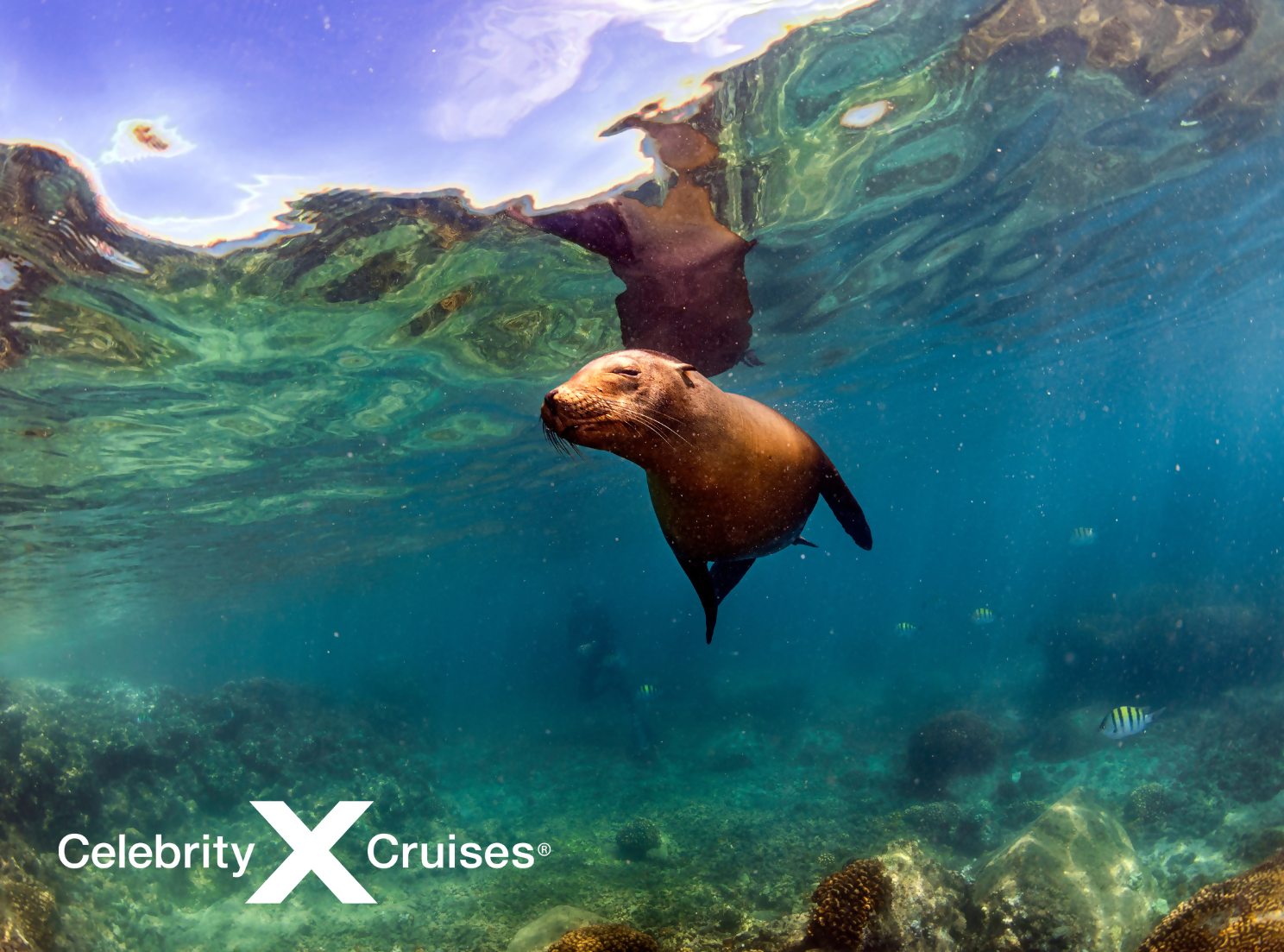 Celebrity Cruises Galapagos Adventure at 20% Off!